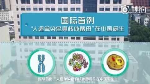 人造单染色体真核细胞 “人造生命”领域的里程碑突破